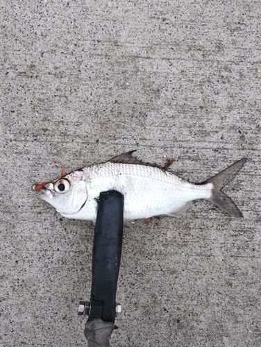 クロサギの釣果
