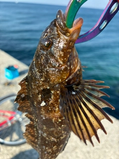 アイナメの釣果