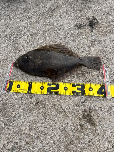 マコガレイの釣果