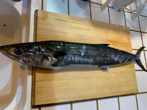 サワラの釣果