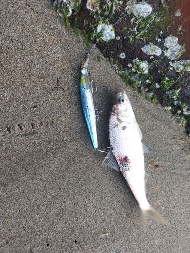 コノシロの釣果