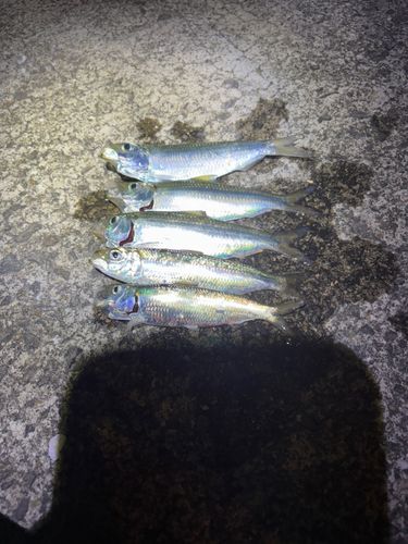 カタボシイワシの釣果