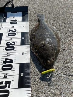 イシガレイの釣果