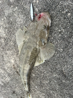 ミナミマゴチの釣果