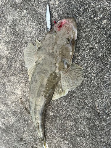 ミナミマゴチの釣果