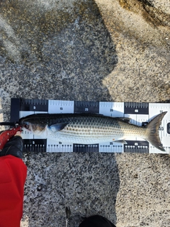 ボラの釣果
