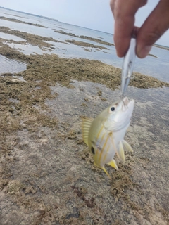 ヤマトビーの釣果