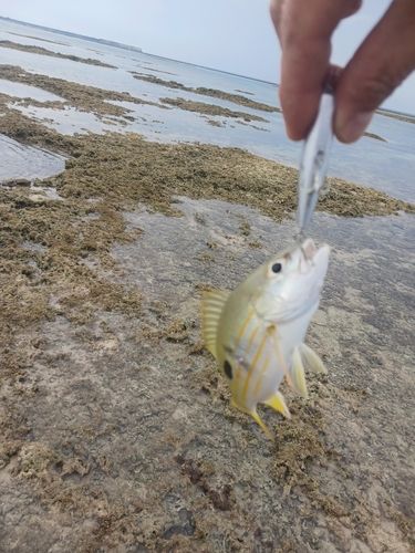 ヤマトビーの釣果