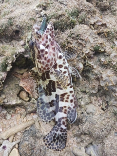 イシミーバイの釣果