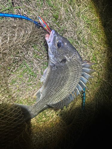 キビレの釣果