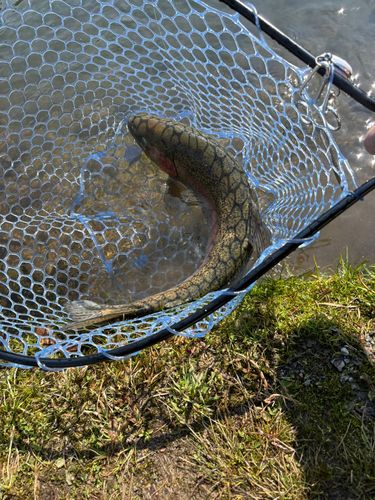 ニジマスの釣果