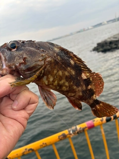 カサゴの釣果
