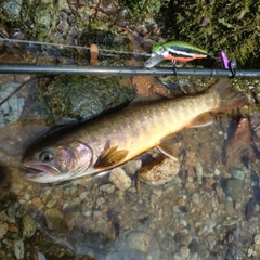 イワナの釣果