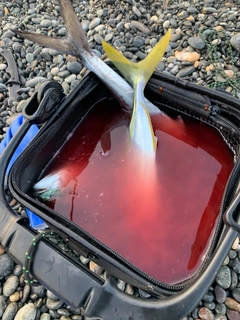 サゴシの釣果