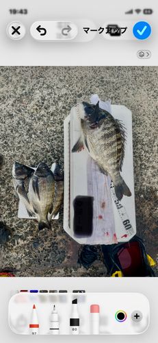 チヌの釣果