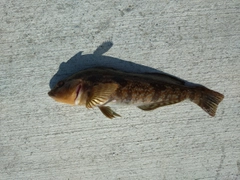 アイナメの釣果