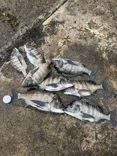 クロダイの釣果