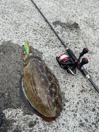 コウイカの釣果
