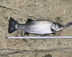 フッコ（ヒラスズキ）の釣果