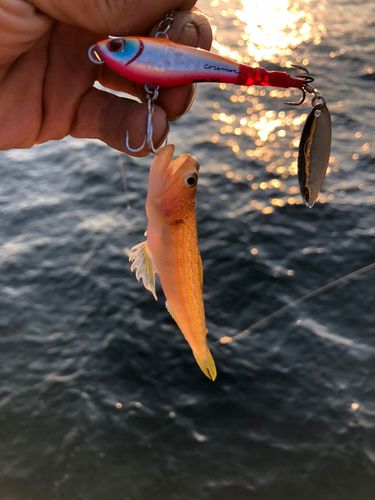 オキエソの釣果