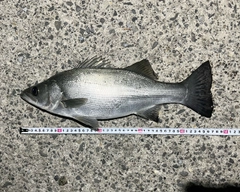 フッコ（ヒラスズキ）の釣果