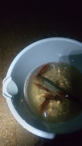 ホタルイカの釣果