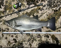 ヒラスズキの釣果