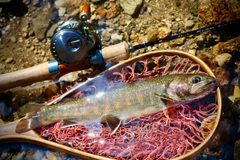 ニッコウイワナの釣果