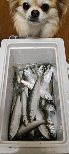 カタボシイワシの釣果