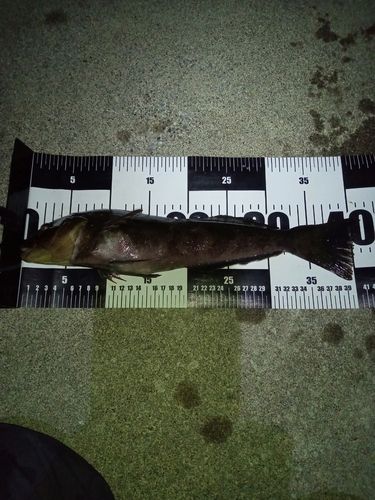 アイナメの釣果