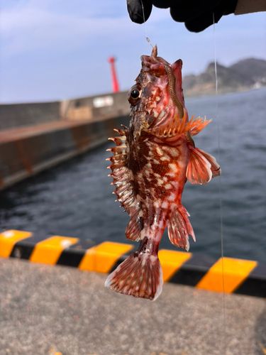 カサゴの釣果
