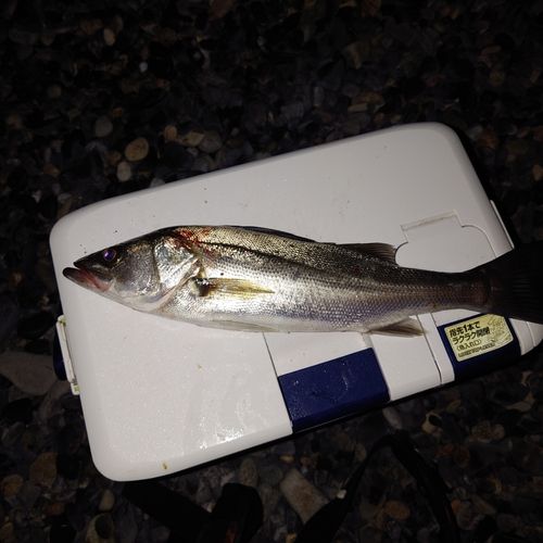 セイゴ（マルスズキ）の釣果