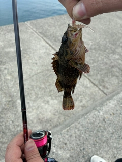 アサヒアナハゼの釣果