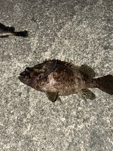 ソイの釣果