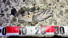 クロソイの釣果