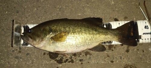 ブラックバスの釣果