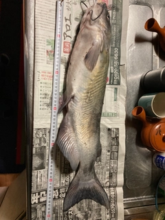 アメリカナマズの釣果