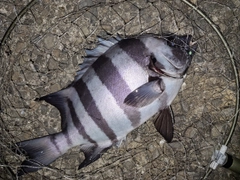 イシダイの釣果