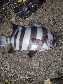 イシダイの釣果