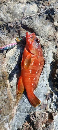 アカハタの釣果