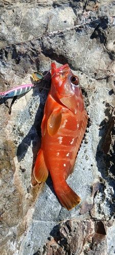 アカハタの釣果