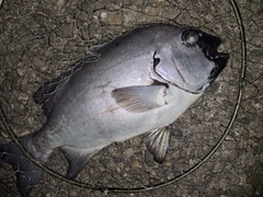 イシダイの釣果