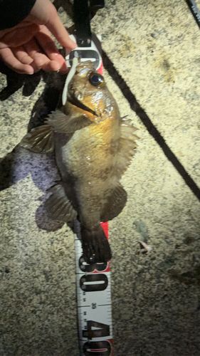 クロメバルの釣果