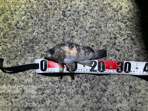 メバルの釣果