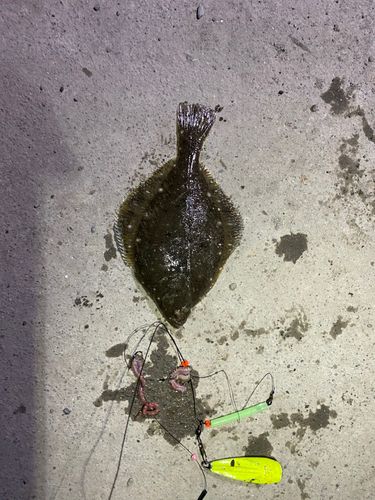 カレイの釣果