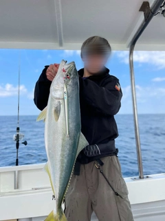 ブリの釣果