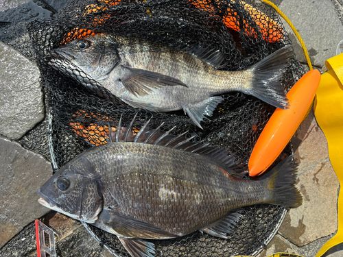 チヌの釣果