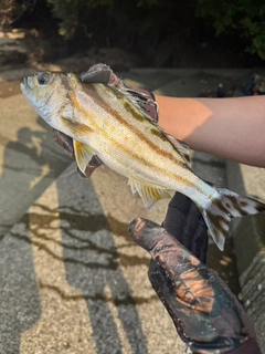 オニカマスの釣果