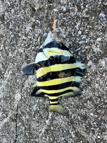シマハギの釣果