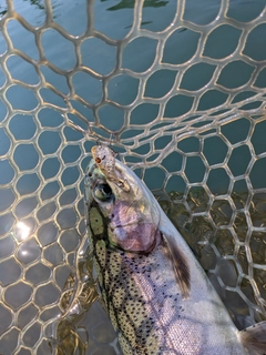 ニジマスの釣果